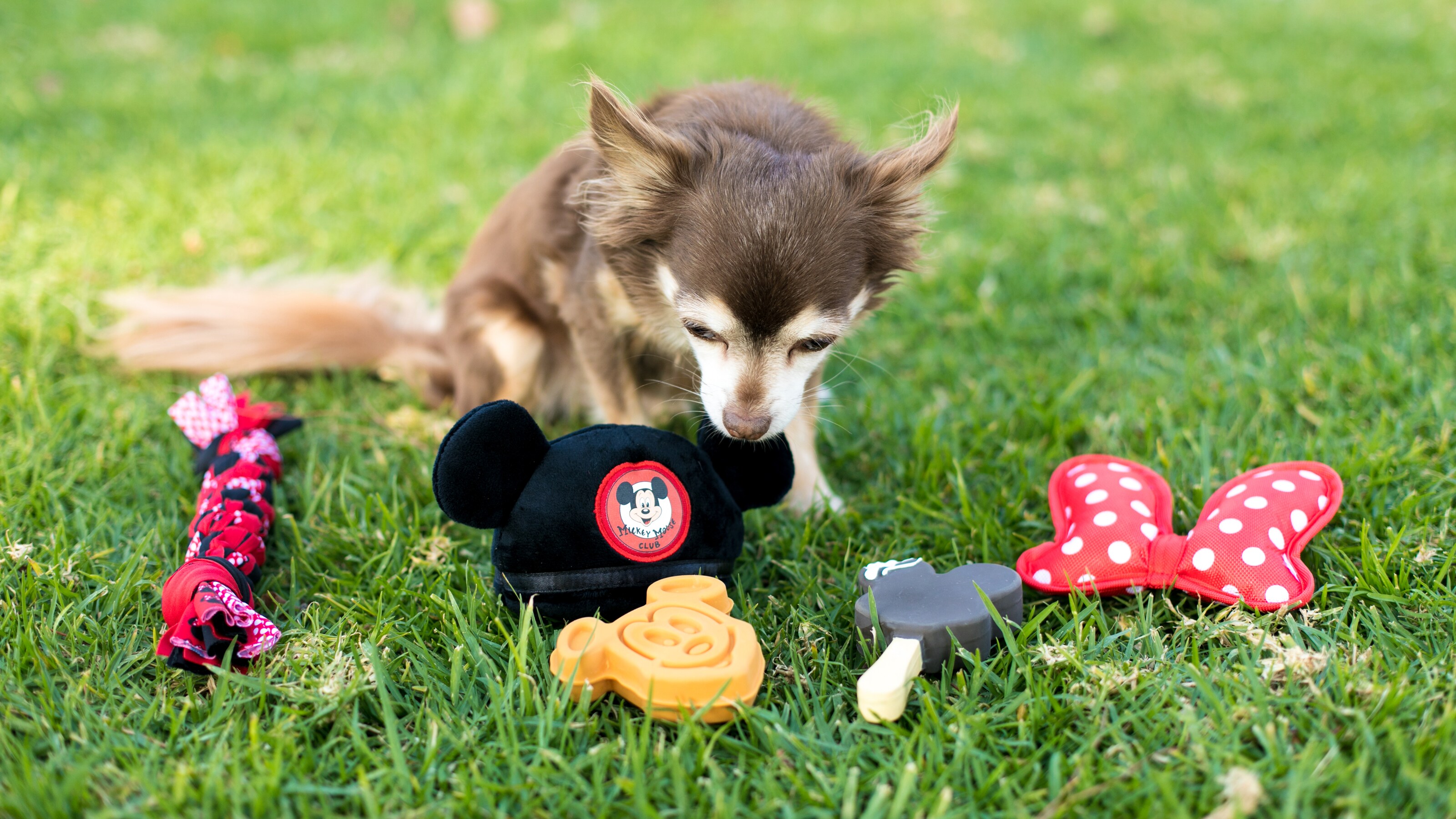 Disney Springs Shopping, Dining & Entertainment in Orlando, Florida