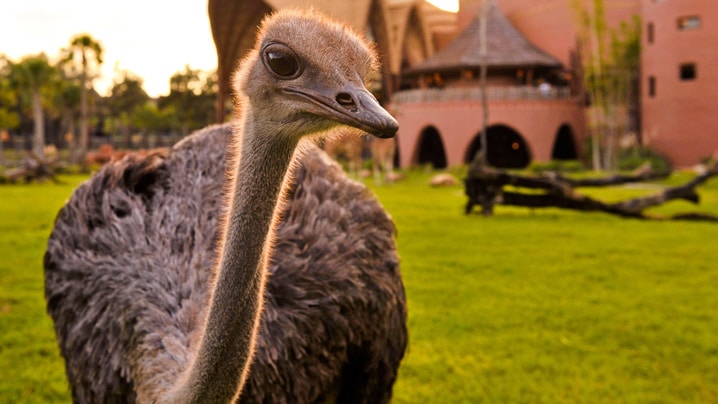 Disney's Animal Kingdom Villas - Kidani Village