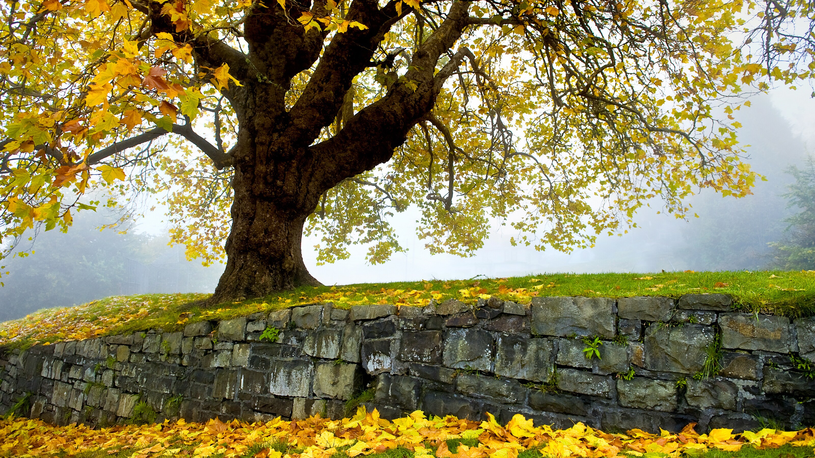 A tree on a grassy hill