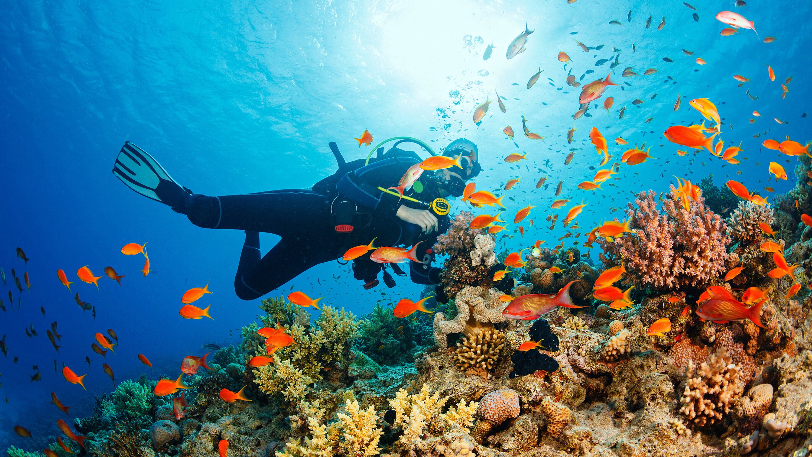 A scuba diver swimming near an underwater reef with coral and many topical fish