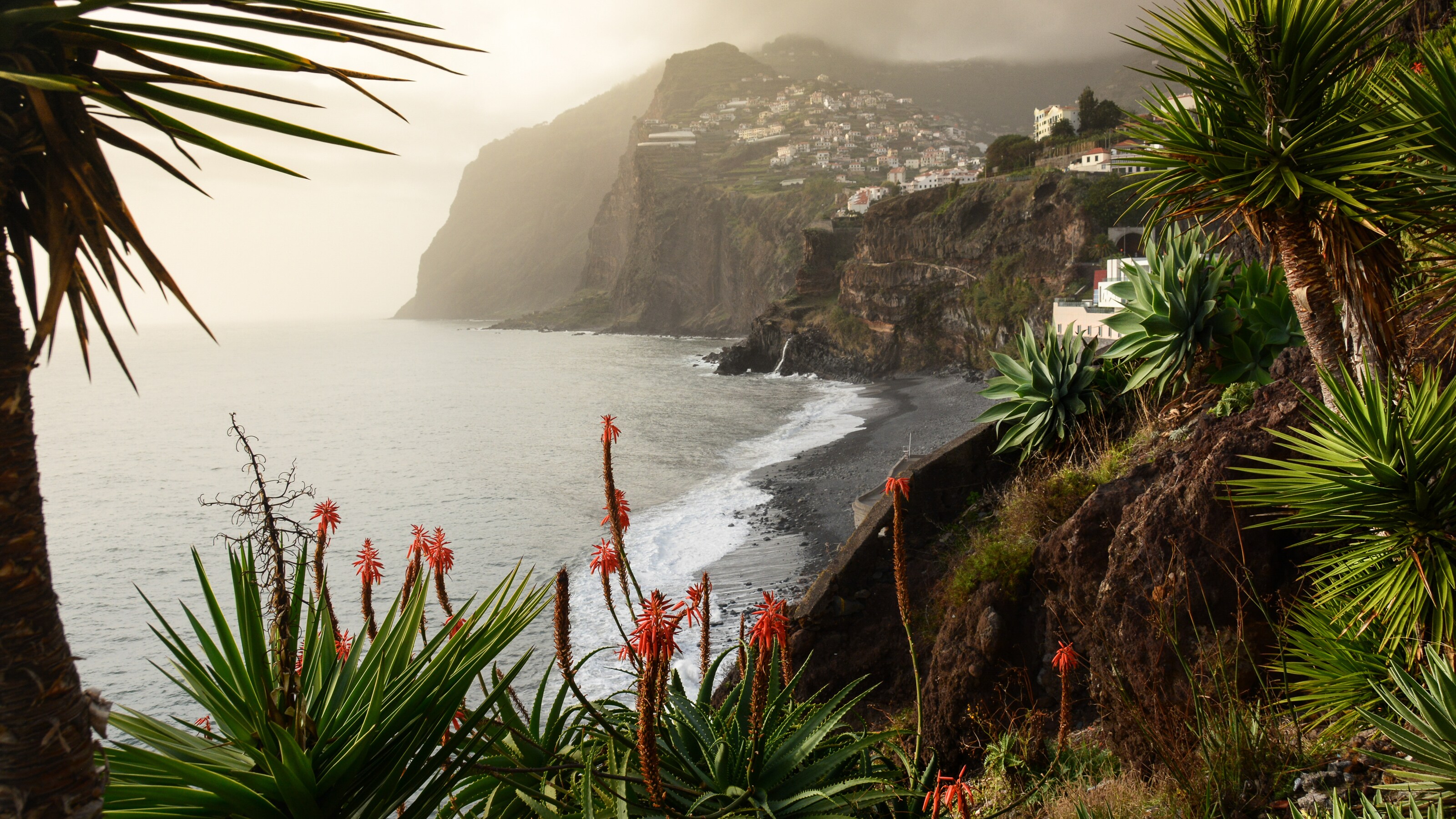 Thorny plants on a cliff overlooking a black sand coastline with other cliffs in the distance