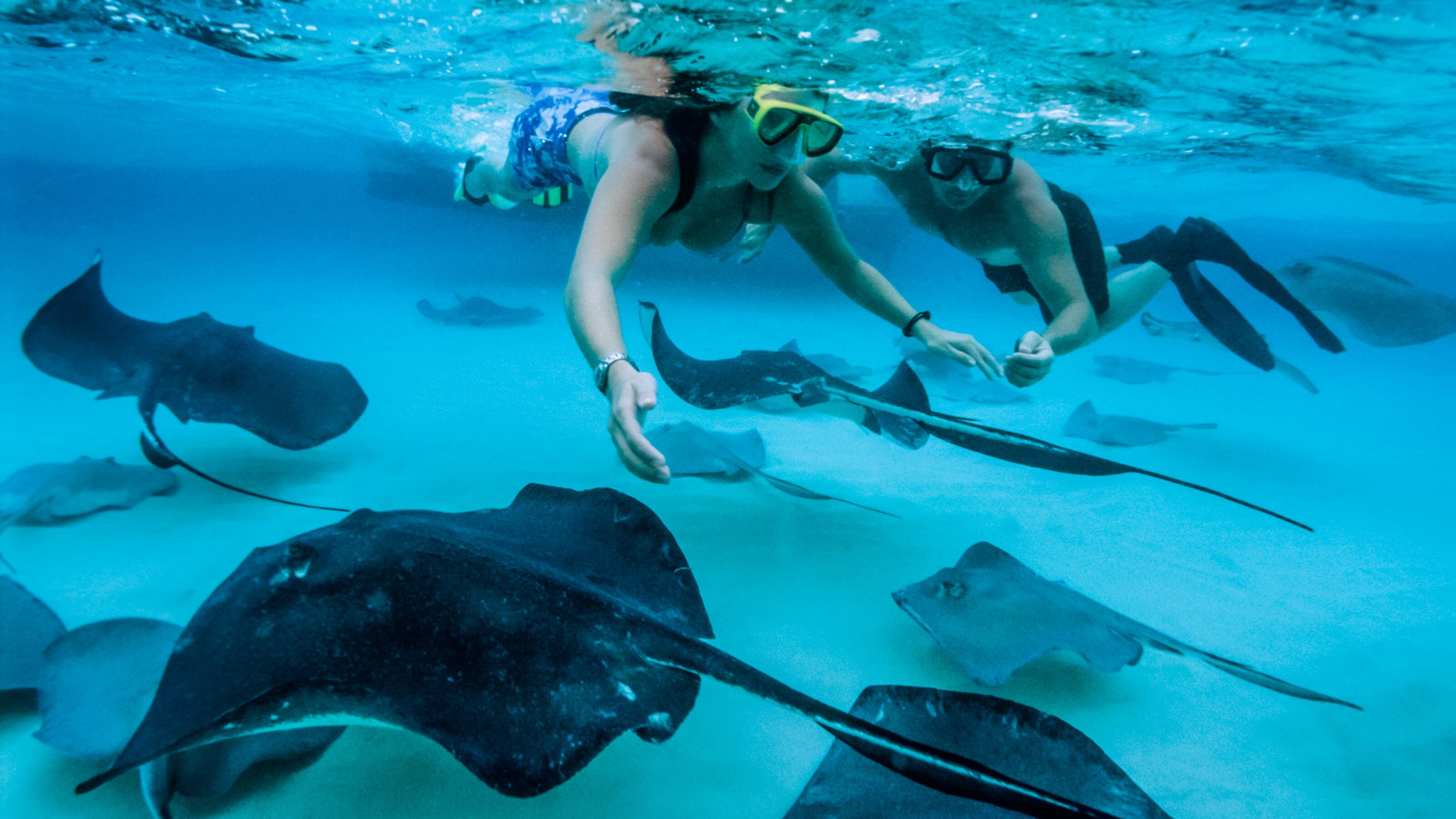 Two people with snorkeling masks swimming with several stingrays