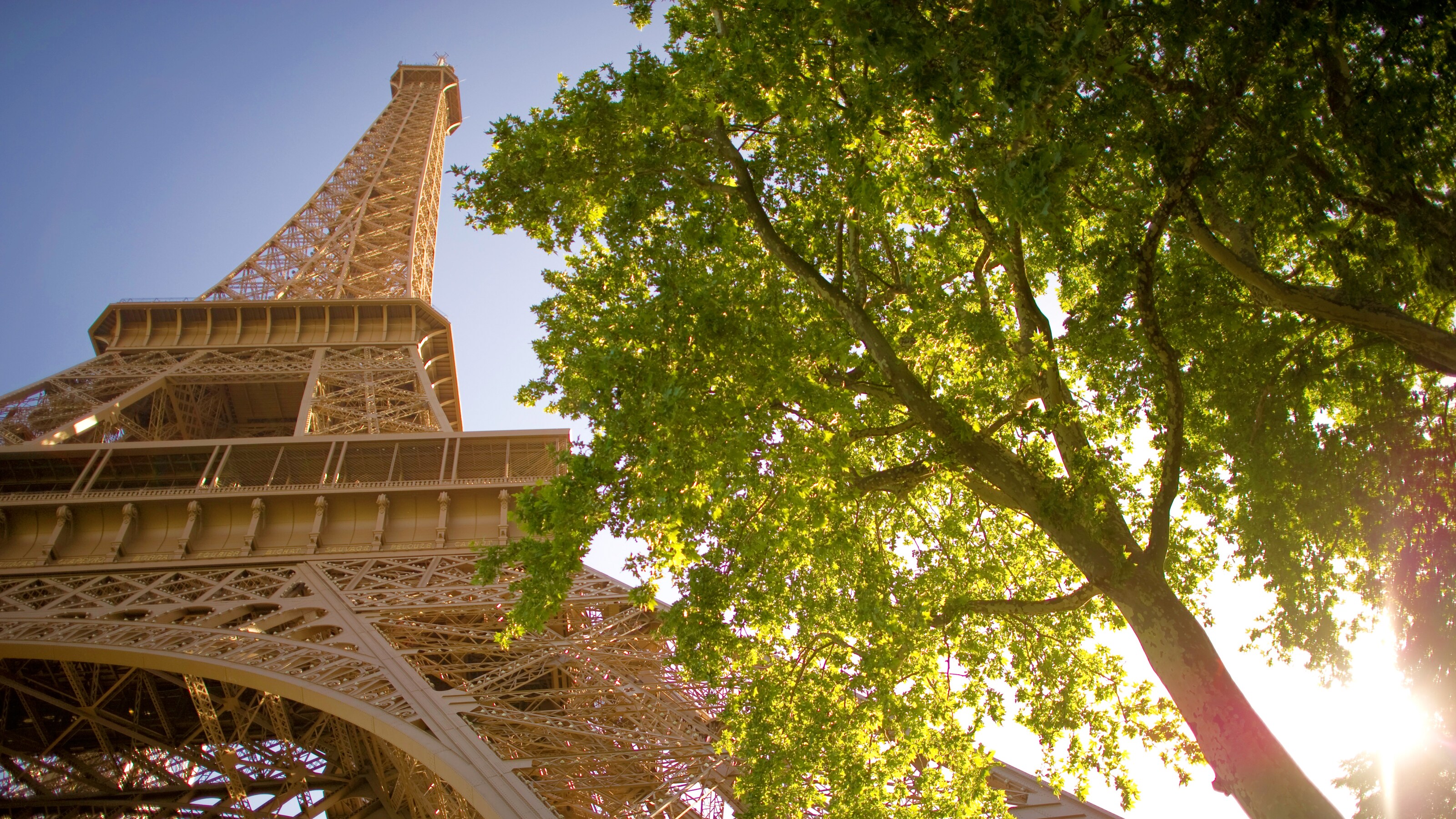 Trees next to the Eiffel Tower