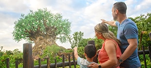 A couple and their son admire the Tree of Life, a 145-foot high sculpture of a baobab tree at Disney's Animal Kingdom.