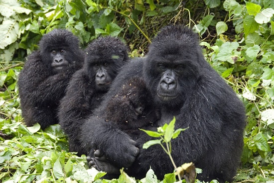 Together with Conservation International, Disney’s investments will help protect forests in the Congo Basin to reduce carbon emissions and benefit habitat for a wide-variety of species including the endangered gorilla.