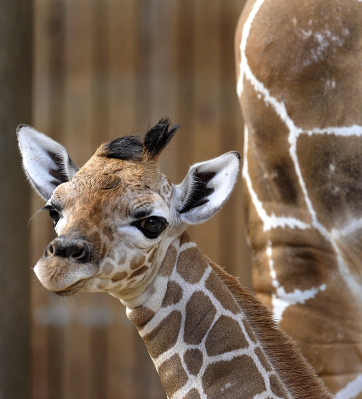 Wildlife Interaction Inspires Conservation Action at Disney's Animal  Kingdom | Disney Parks Blog