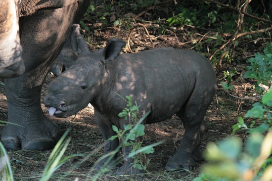 Baby Rhino