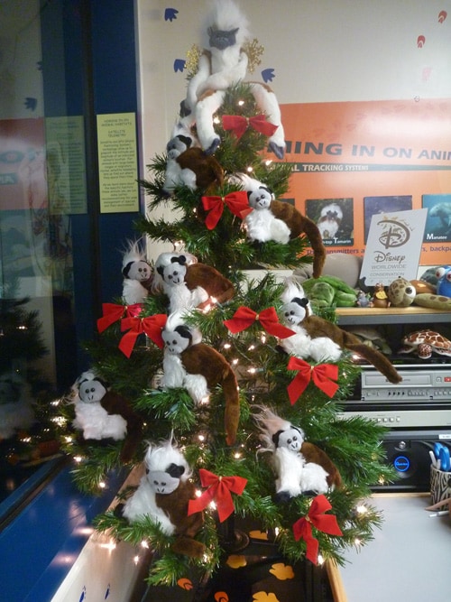 Cotton-Top Tamarins in a Christmas Tree