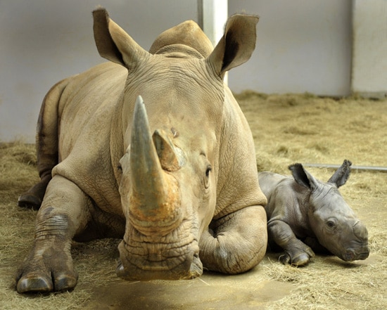 Baby White Rhino at Disney's Animal Kingdom