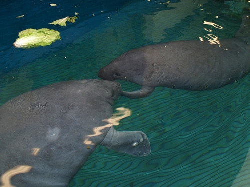 Seas Team Welcomes Rescued Manatee, Returns Another to the Wild