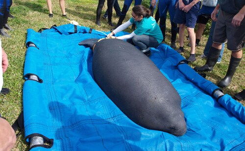 Seas Team Releases Manatee Back to the Wild