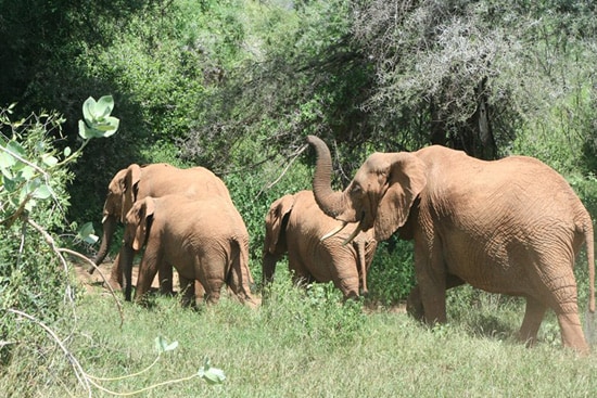 Elephants at Disney's Animal Kingdom