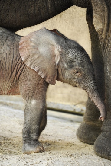 New Baby Elephant Arrives at Disney's Animal Kingdom