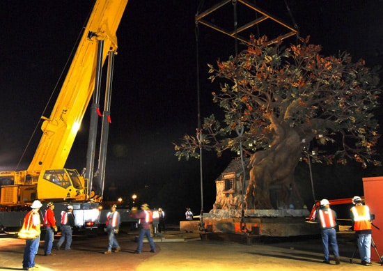Winnie the Pooh Tree Relocated