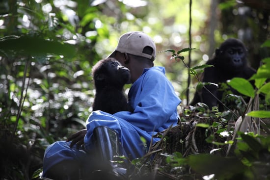 Building a Home for Orphaned Gorillas 