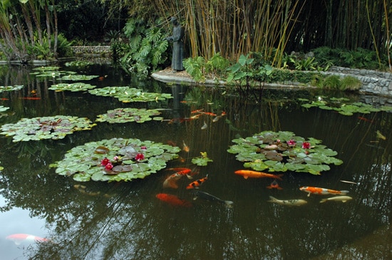 Koi from the Disneyland Hotel