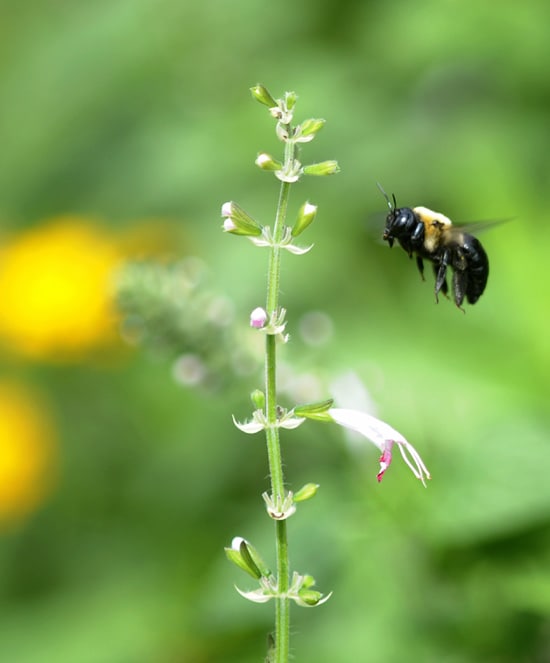 Bumblebee approaching a petite Salvia coccinea