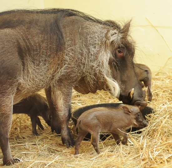 Baby Warthogs at Disney’s Animal Kingdom
