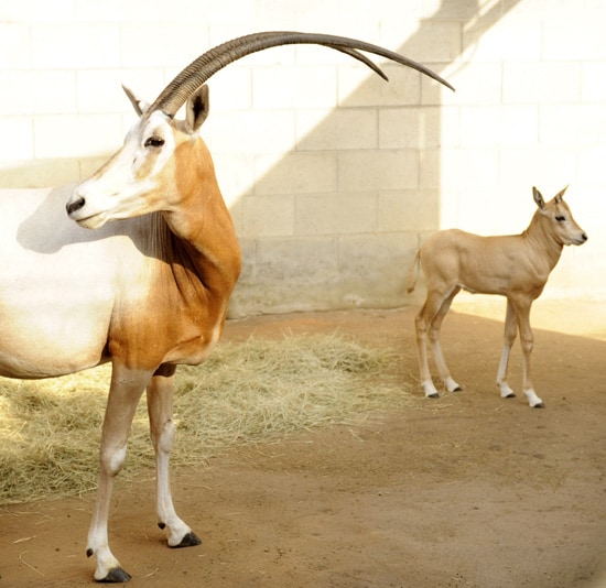 Oryx at Disney’s Animal Kingdom