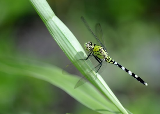 Dragonfly at Fort Wilderness