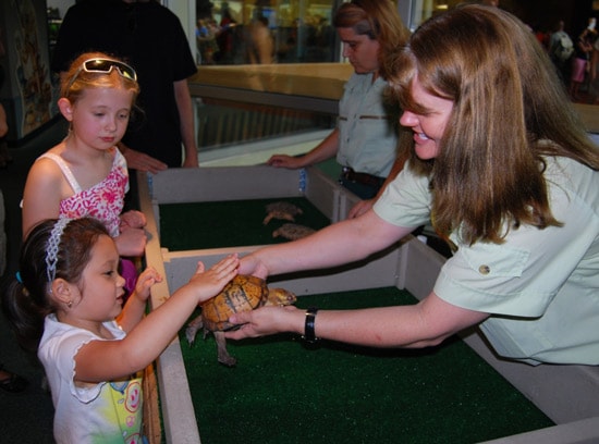 Turtle Meet and Greet at Disney's Animal Kingdom