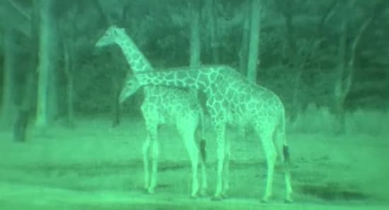 Giraffes through binoculars view