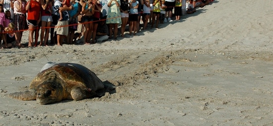Tour de Turtles at Disney’s Vero Beach Resort