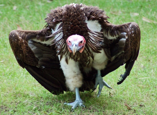 Vulture at Disney's Animal Kingdom