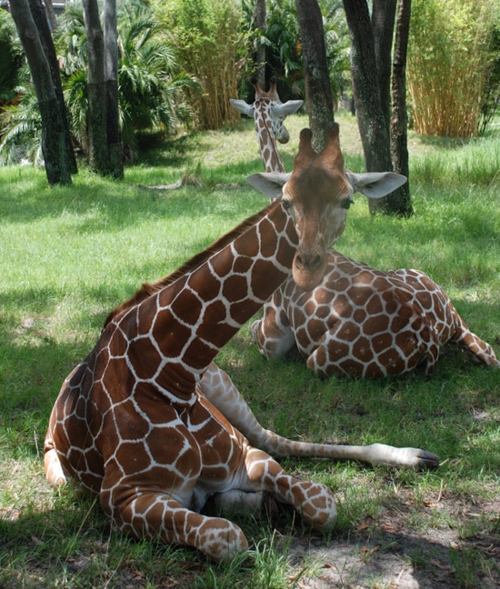Two giraffes relax in the shade on Sunset Savanna.