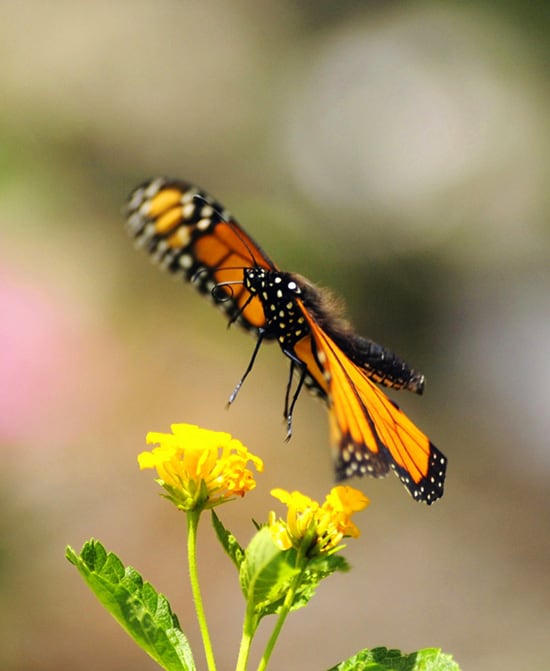 The Monarch near a flower by Gene Duncan