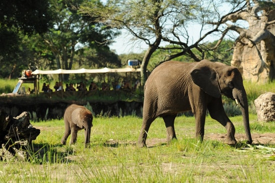 Newest Baby Elephant, Luna, With Her Mom