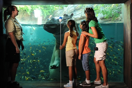 Underwater Hippo Viewing Area at Disney's Animal Kingdom