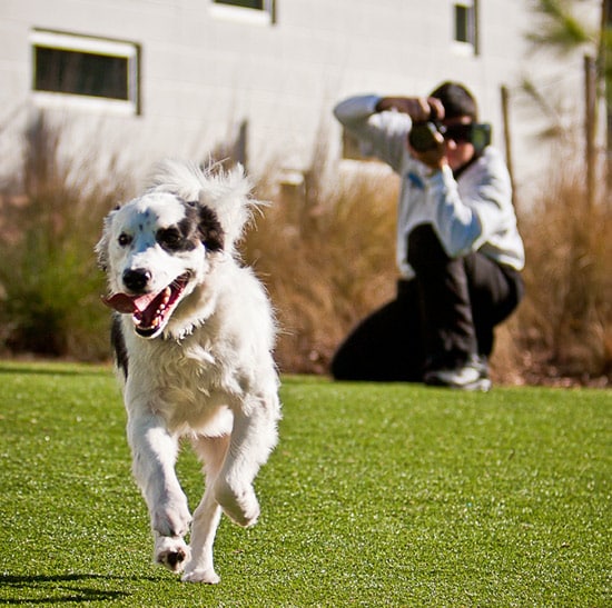 A Dog at Best Friends Pet Resort