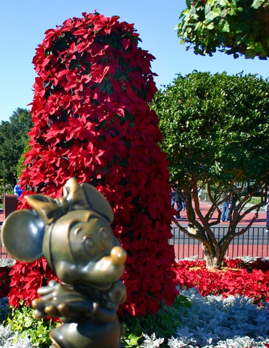 Poinsettias at Walt Disney World