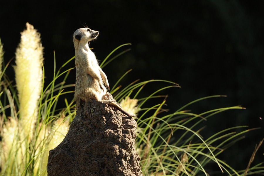 Wildlife Wednesdays: Meerkat and Warthog (aka Timon and Pumbaa) | Disney  Parks Blog