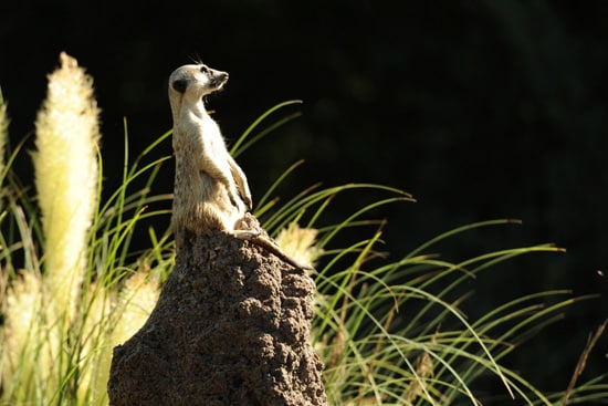 A Meerkat Keeping Watch on Pangani Forest Exploration Trail at Disney's Animal Kingdom