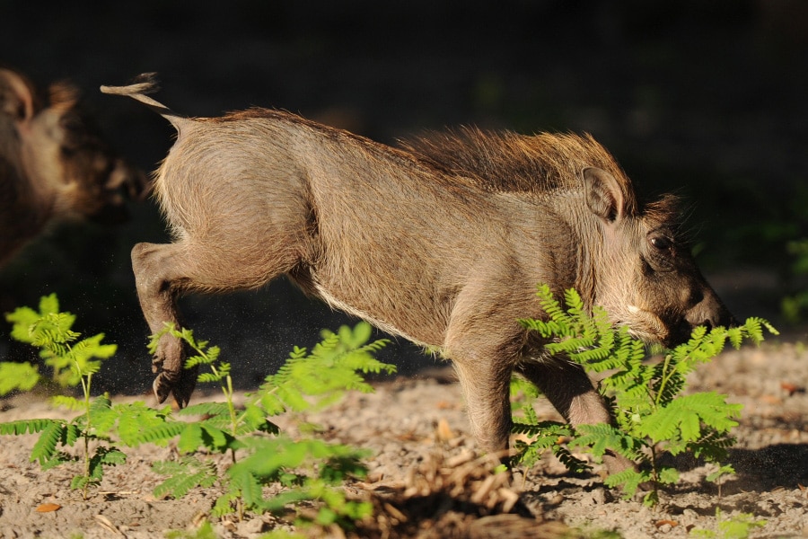 Wildlife Wednesdays: Meerkat and Warthog (aka Timon and Pumbaa) | Disney  Parks Blog