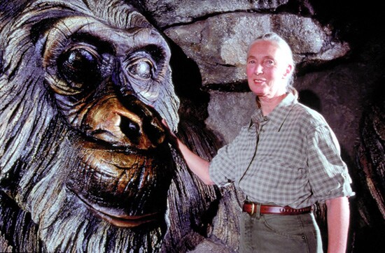 Dr. Jane Goodall Visits a Carving of David Greybeard at the Tree of Life
