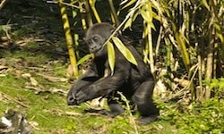 Lilly, An Endangered Western Lowland Gorilla, By: Gene Duncan