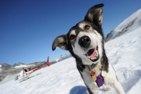 In Juneau, guests can meet the crew of Alaska Heli Mush and the sled dogs from Iditarod.