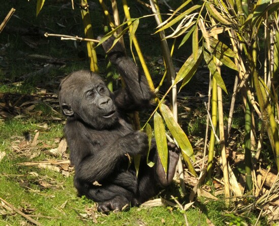 Lilly, An Endangered Western Lowland Gorilla, By: Gene Duncan