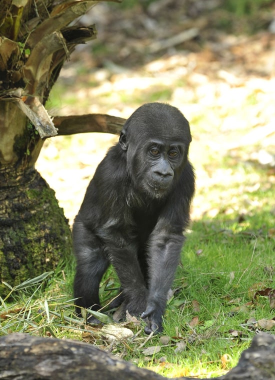 Lilly, an endangered western lowland gorilla born at Disney’s Animal Kingdom