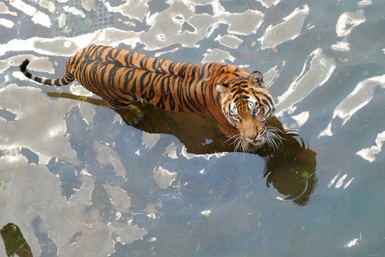 Tigers at Disney's Animal Kingdom