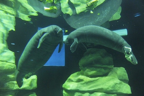 Manatees at The Seas with Nemo & Friends, Vail and Lou (Photo by Gene Duncan)