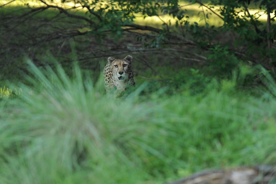 Wildlife Wednesdays: Cheetahs at Disney's Animal Kingdom, Nature's Track  Stars | Disney Parks Blog