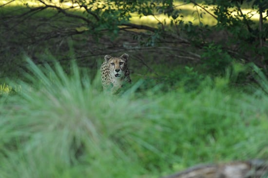 A Cheetah at Disney's Animal Kingdom