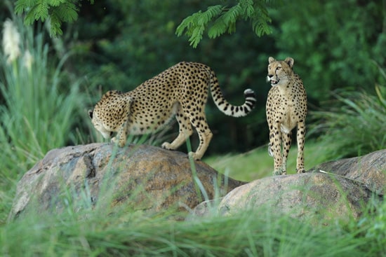 Cheetahs at Disney's Animal Kingdom