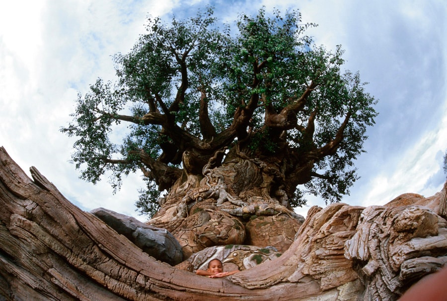 This Day In Disney History: Disney's Animal Kingdom Opened in 1998 | Disney  Parks Blog