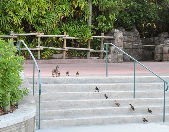 Ducks in a Row at Disney’s Hollywood Studios
