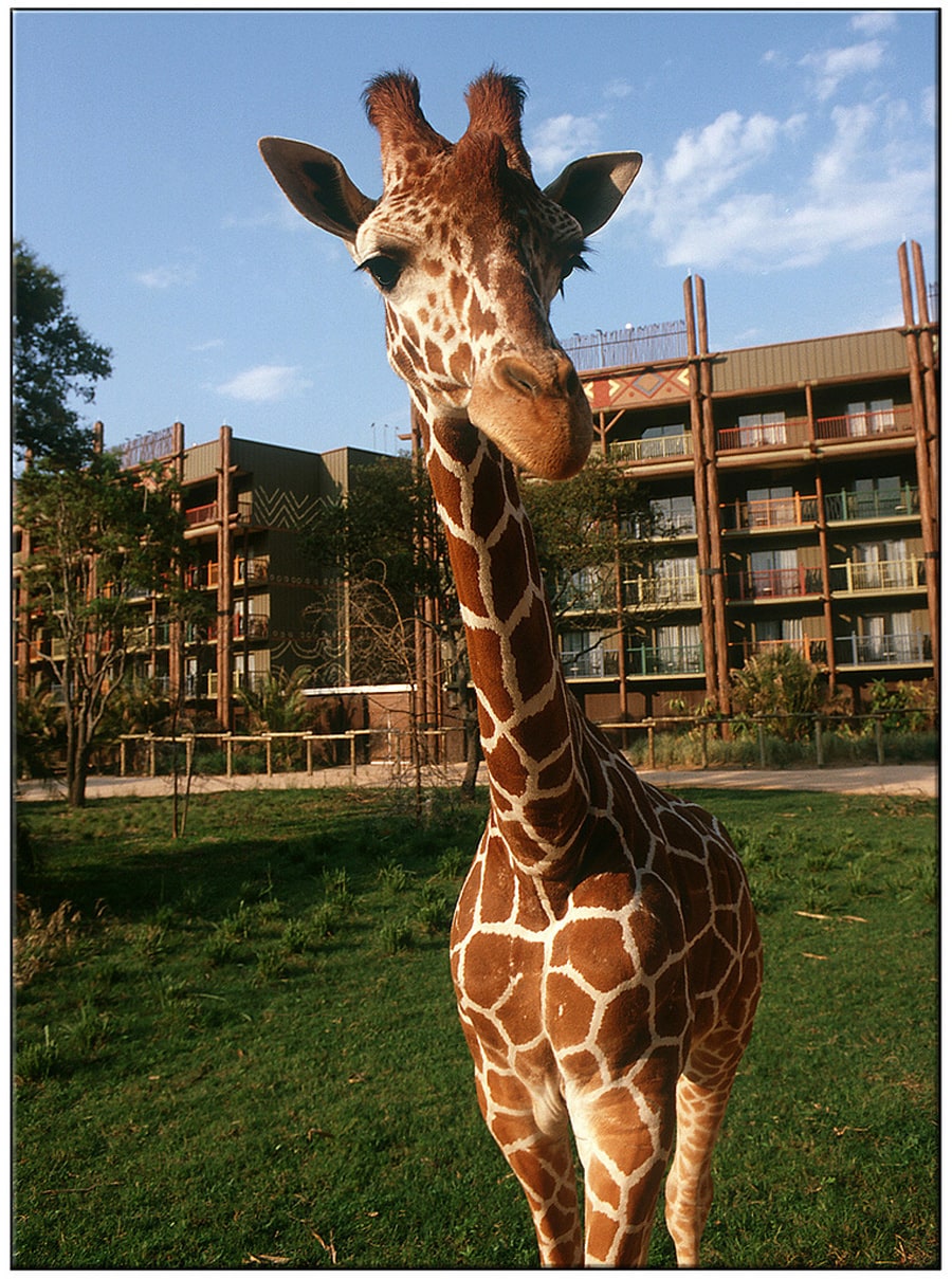 Disney's Animal Kingdom Lodge, Orlando (FL)